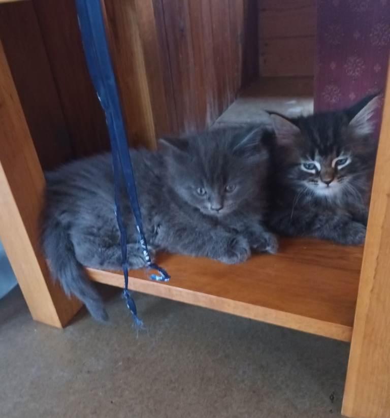 Ragdoll/Persian X Really Friendly Fluffy Kittens 