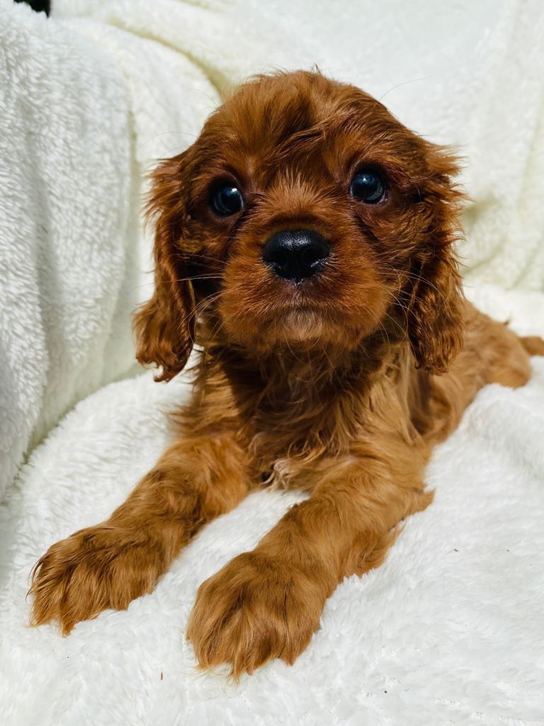 Cavalier King Charles's
