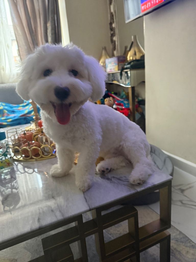 Bichon frise puppy 