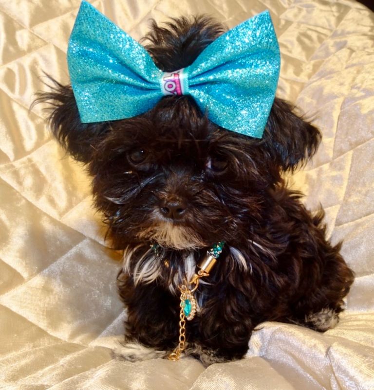 ***XXXXXXXS Ultra Rare Micro Black White Tiny F1 Maltese X Toy Poodle Maltipoo Puppy 5 months old***