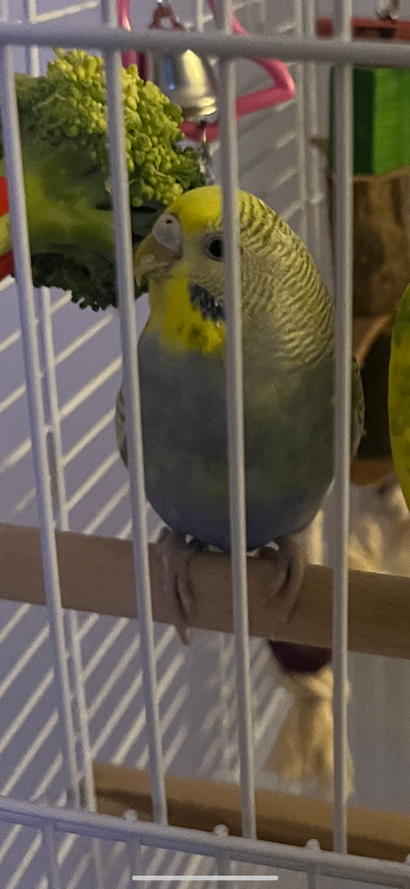 Budgie and cage 