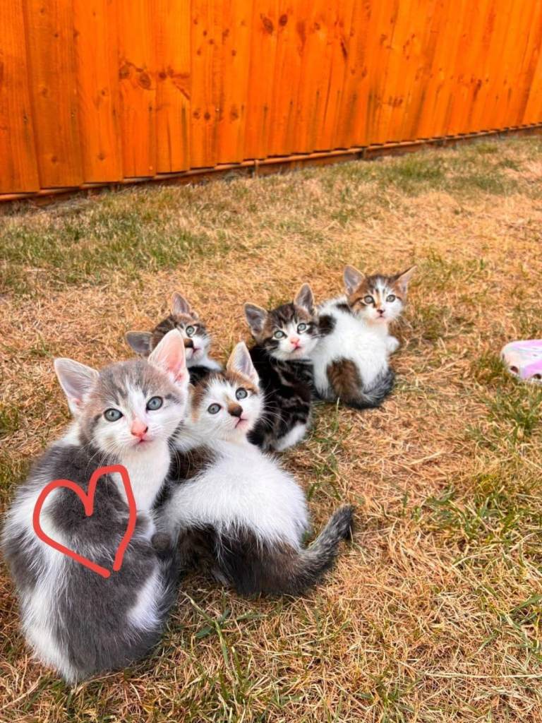 Kittens for sale!