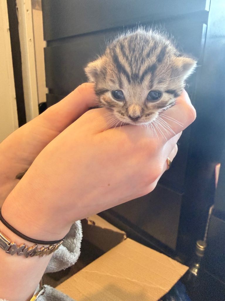 Kittens 