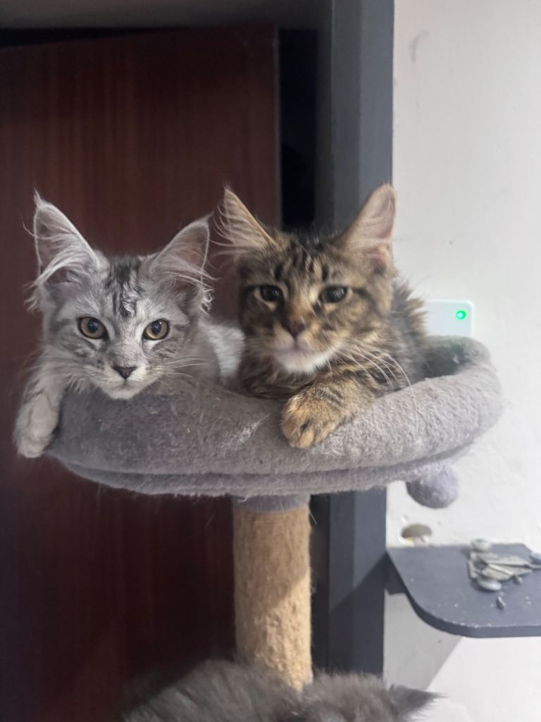 2 left stunning Maine coons 