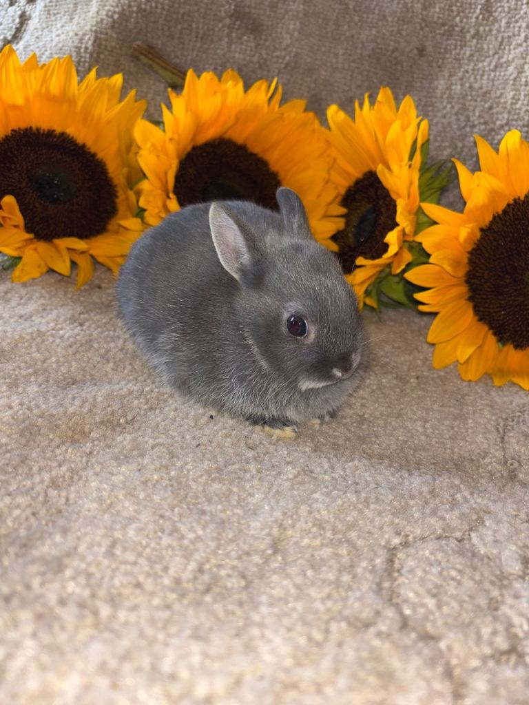 Netherland dwarf baby’s 