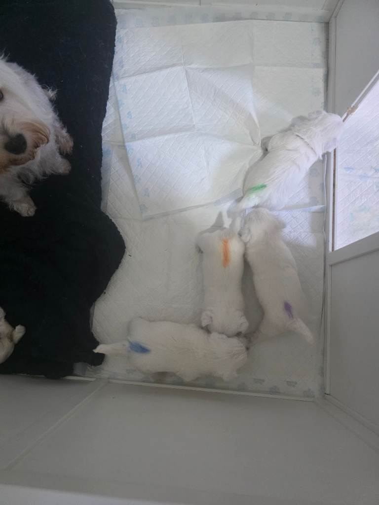Cute west highland terrier puppies 