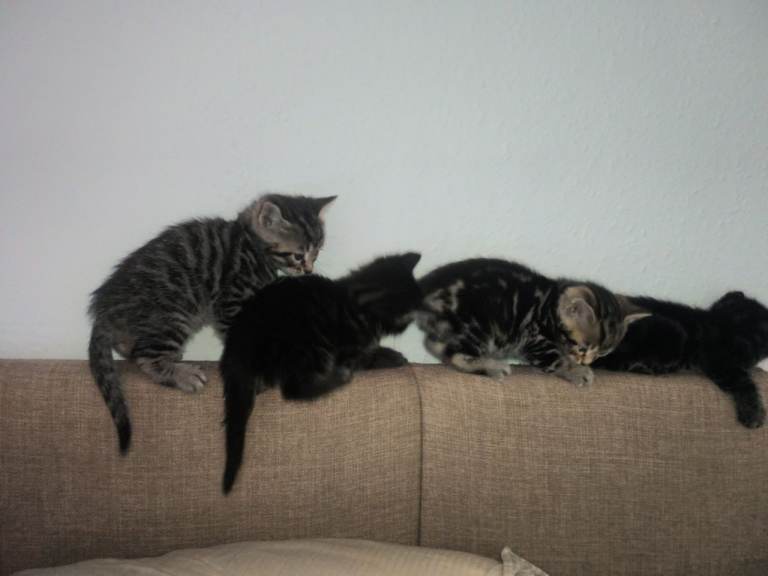 6 Bengal cross kittens for sale, ready to leave