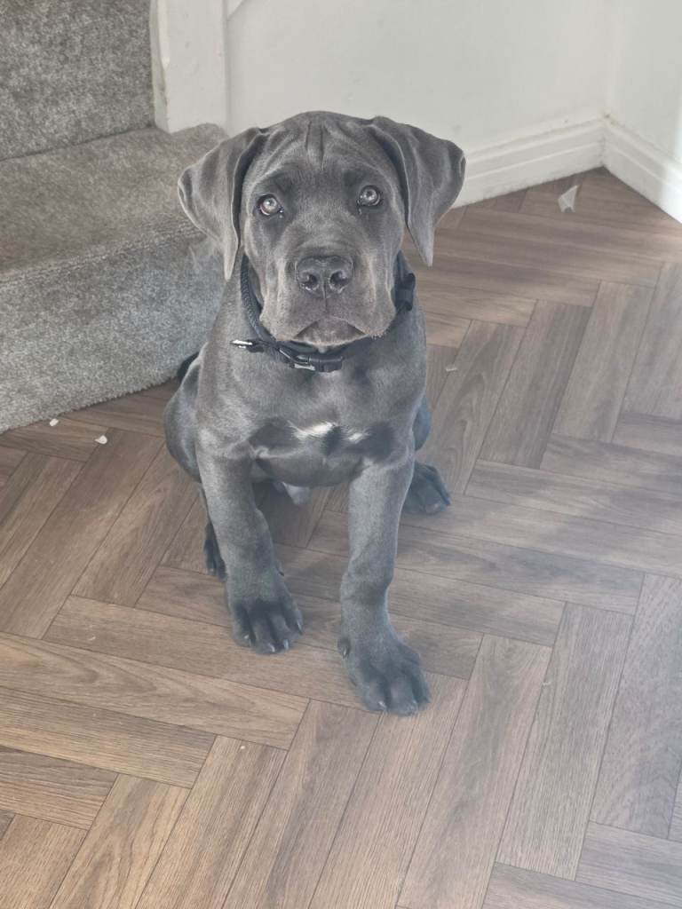 14 week old male cane corso 