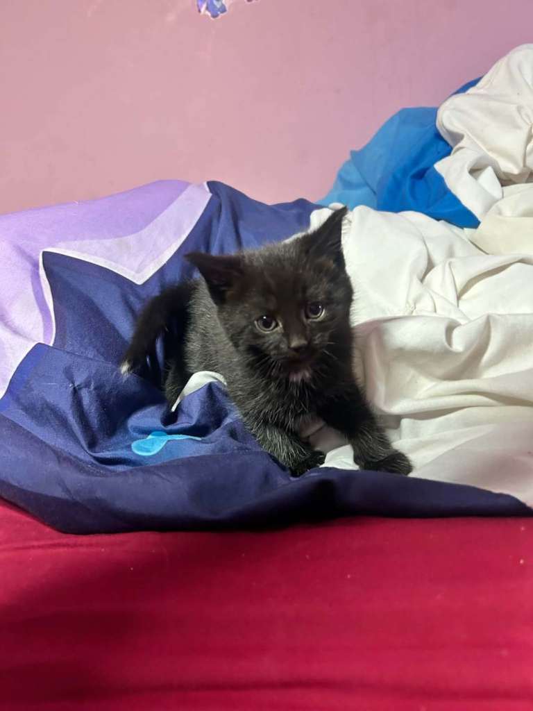 Kittens 