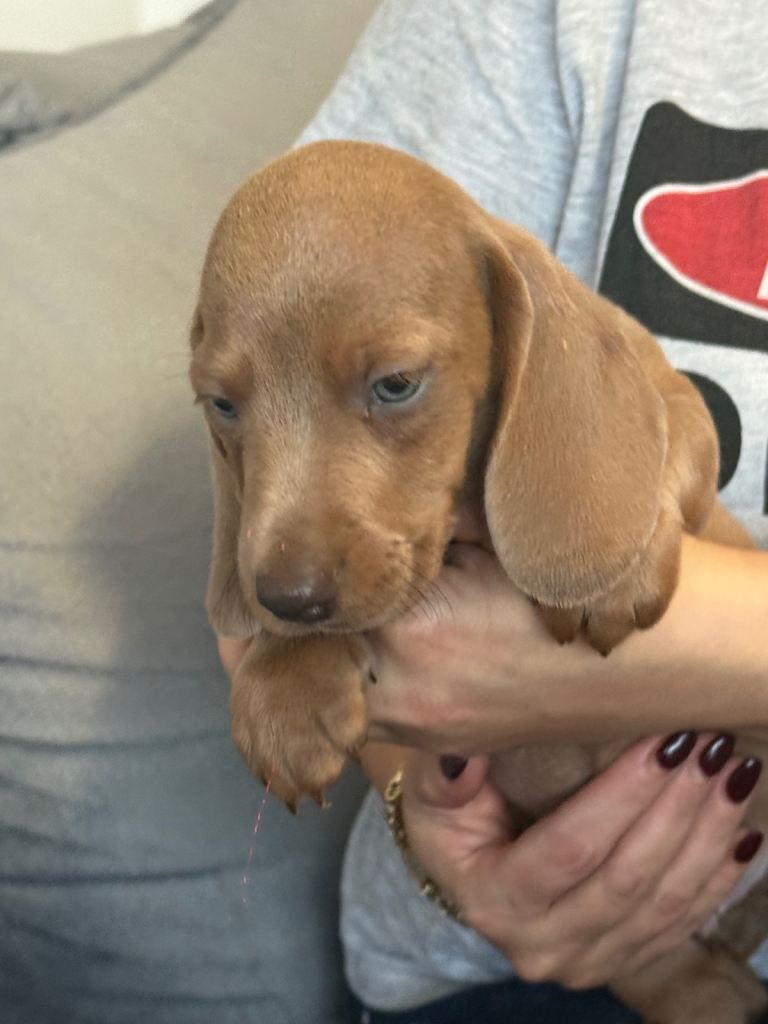 Miniature dachshund puppies!!