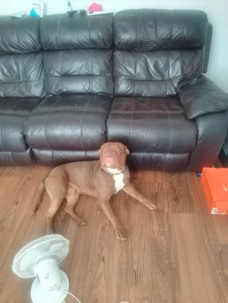 Staffordshire bull terrier x