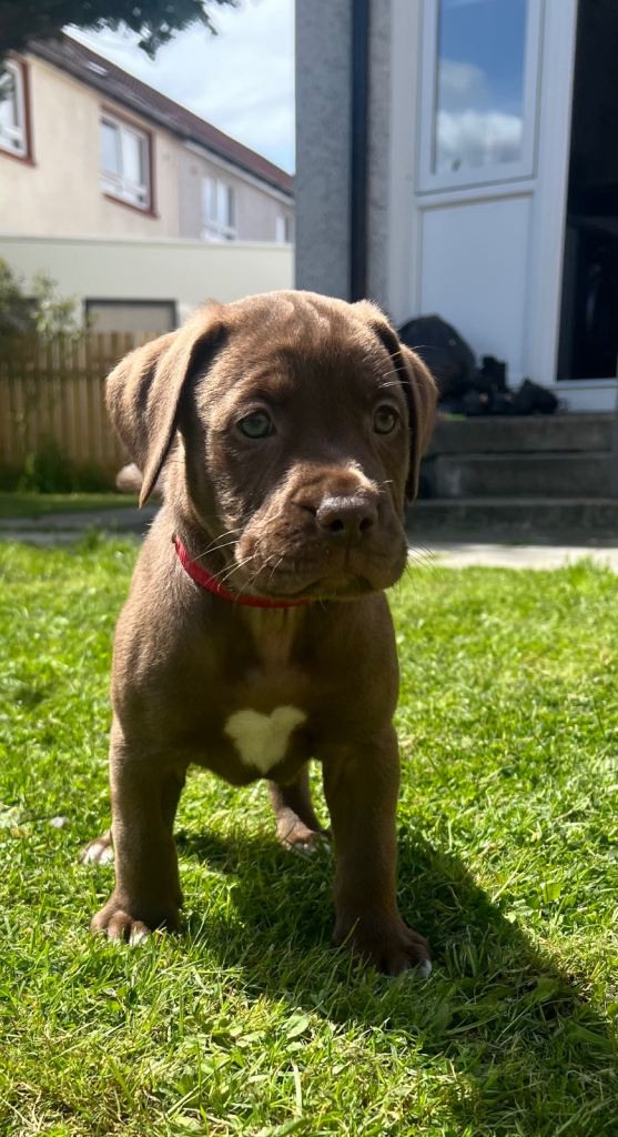 6 puppies left** Bulldog/Lab mix puppies 
