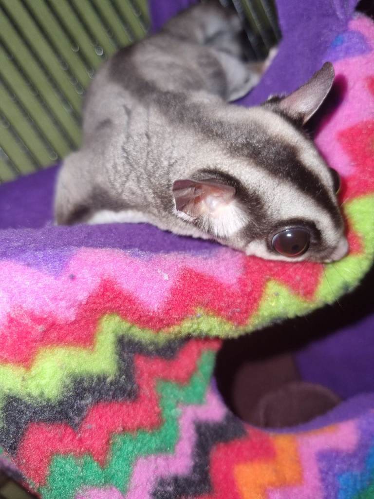 Brilliant sugar gliders for sale 