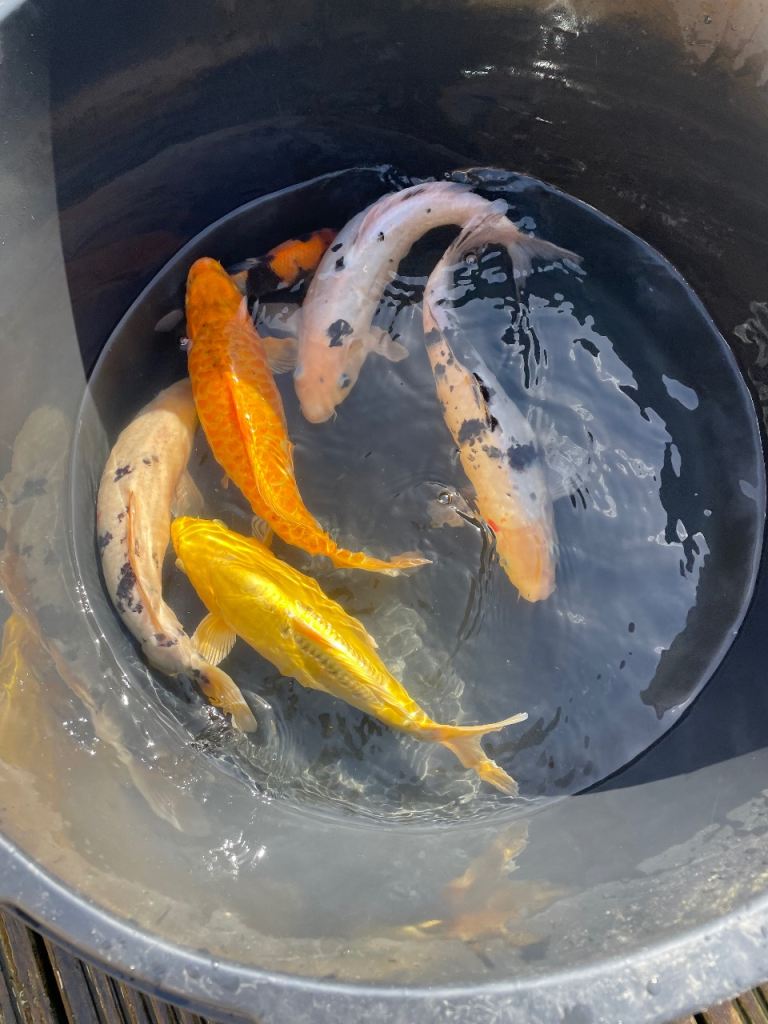 Koi for sale