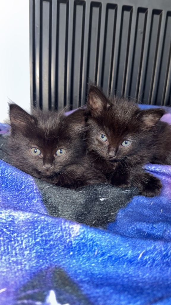 Chocolate fluffy twin girls & 1 fluffy tuxedo girl