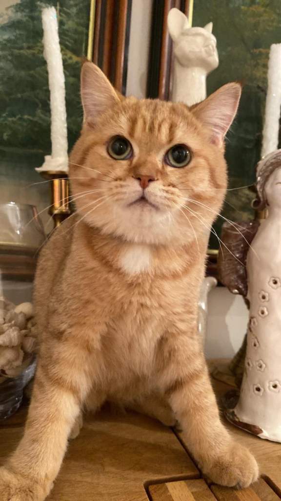British shorthair kittens