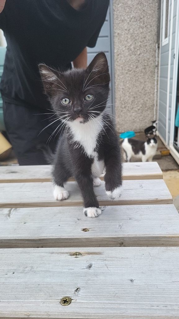 Kittens for sale