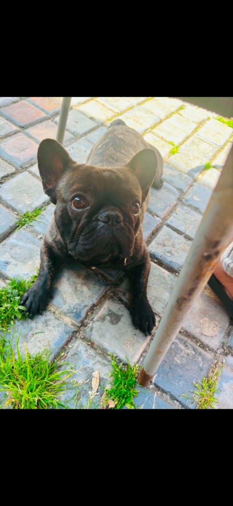 Piki 