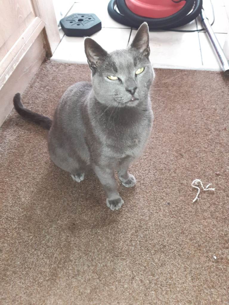 Gorgeous Russian blue. 
