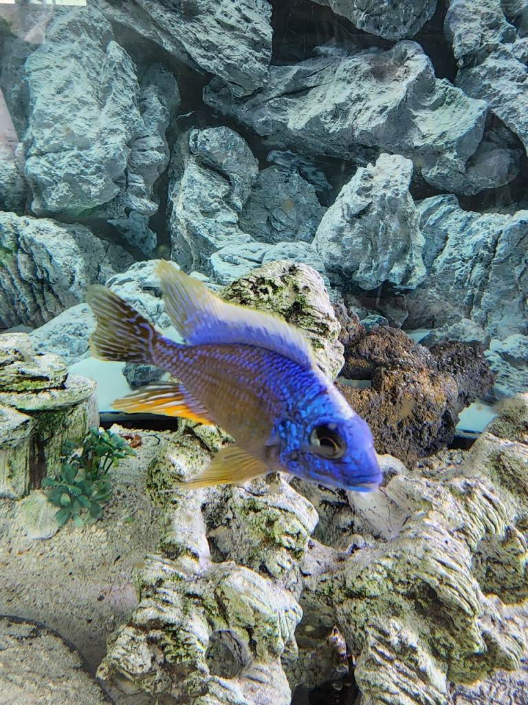 Malawi cichlids from £3