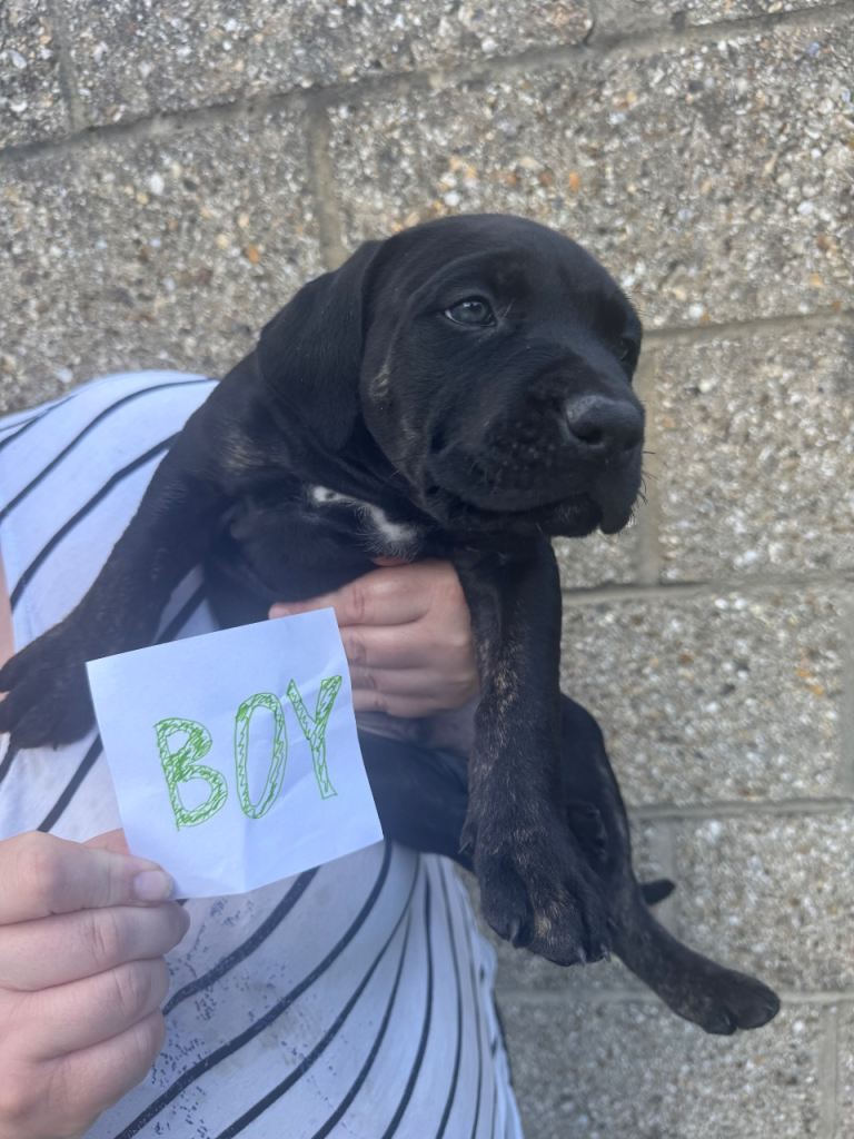 Cane Corso x Presa Canario Puppies
