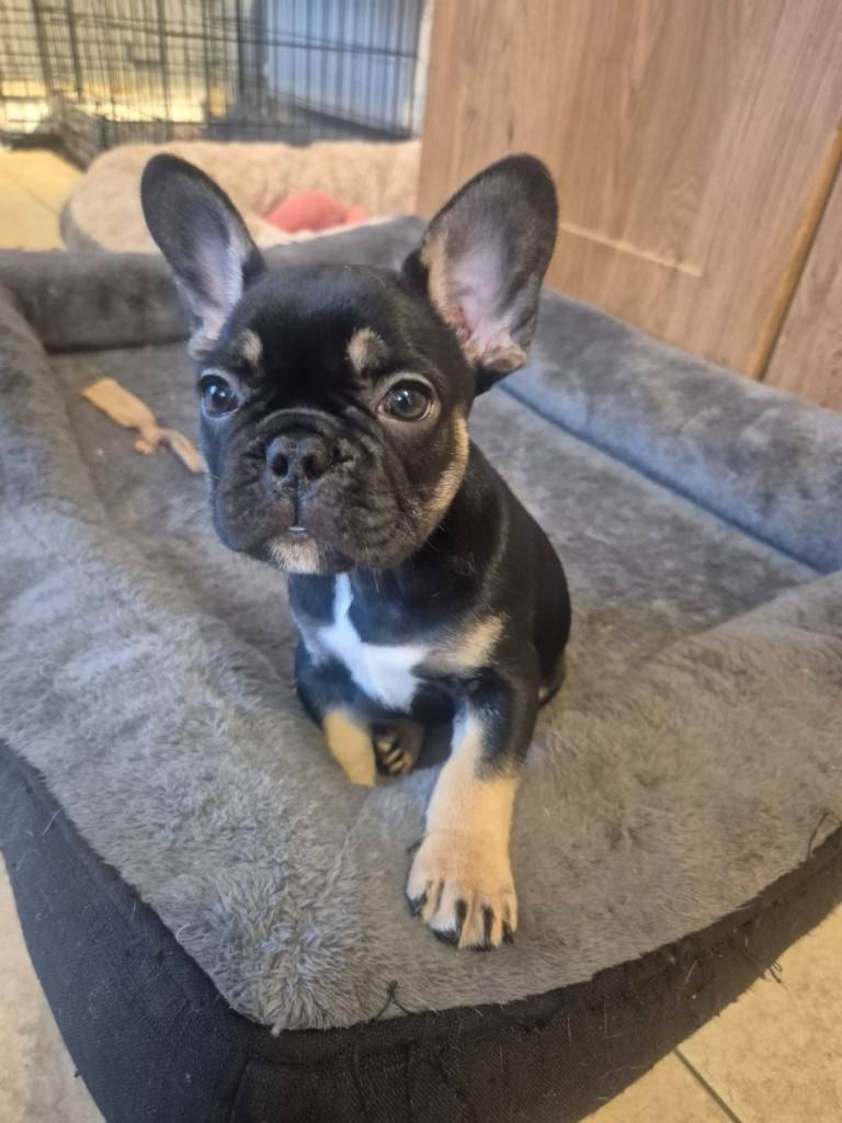 French bulldog puppies.