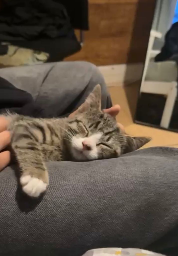 Kitten