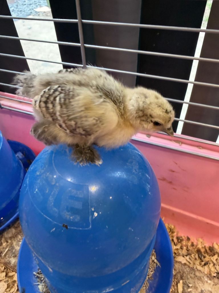 10 weeks chicks 