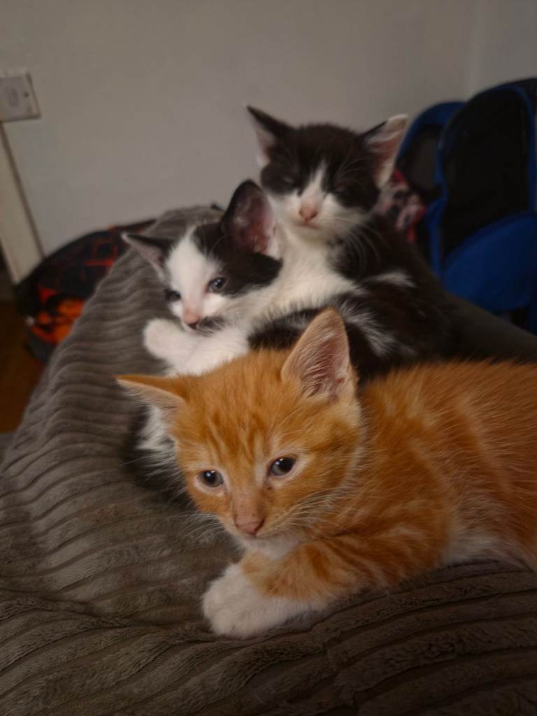 Kittens for Sale