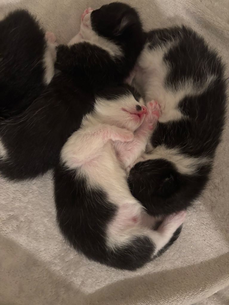4 Kittens for sale 