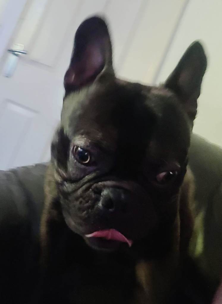 Frenchie cross boston