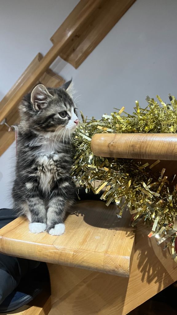 Tabby kitten for sale 