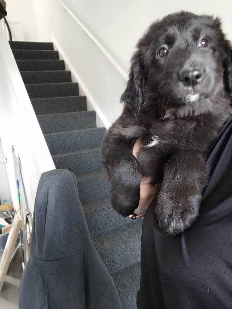 Labradoodle pup