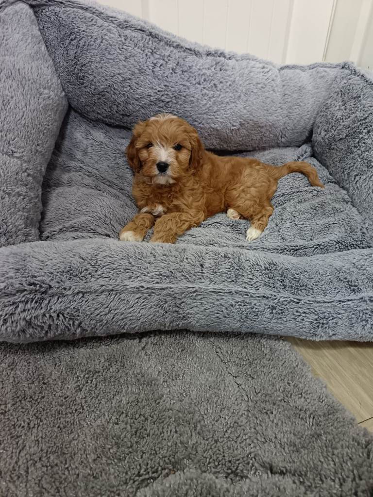 Cavapoo puppy