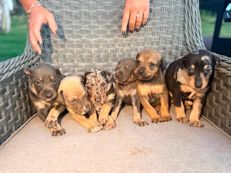 Stunning Lurcher Pups