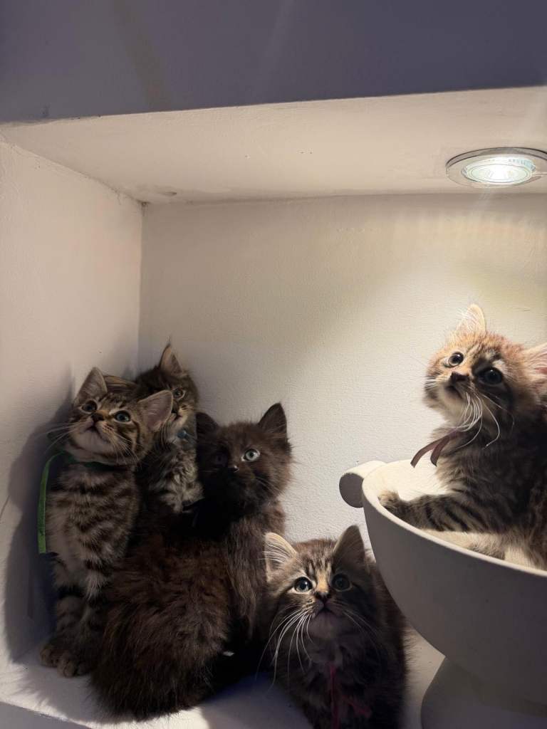 Mixed Maine Coon Kittens 