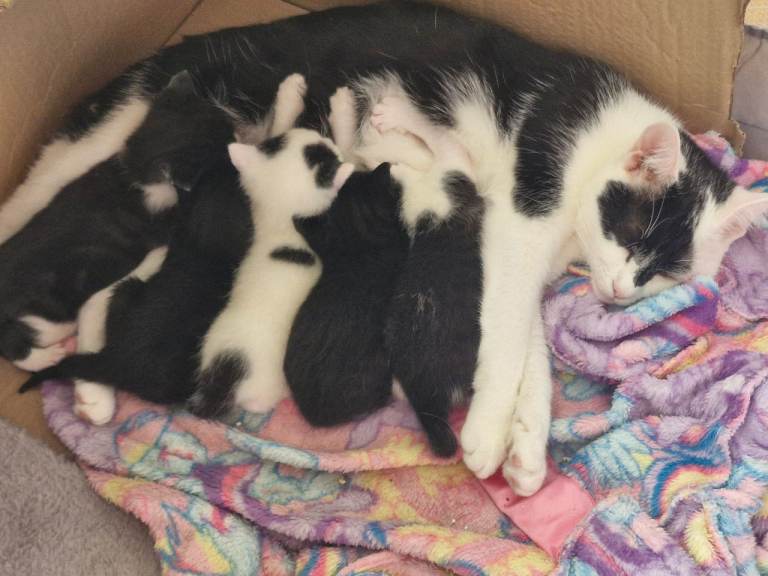 Kittens 