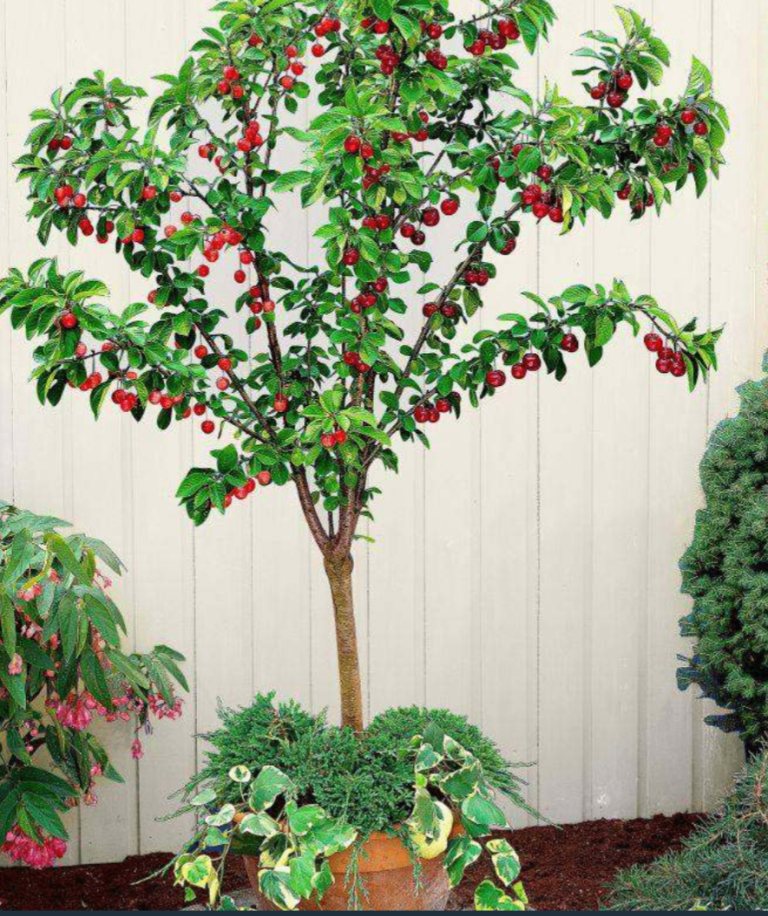 Organic Growing Cherry Tree/Fruit Trees  🌿🍒🌸