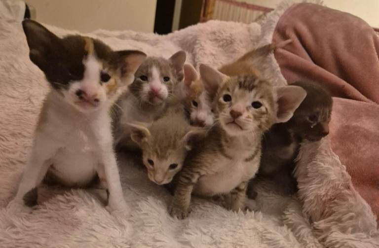 Pedigree Oriental kittens 