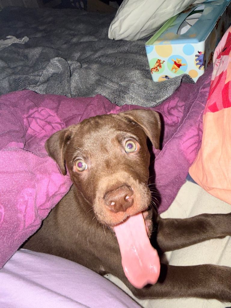 17 week old puppy for sale 