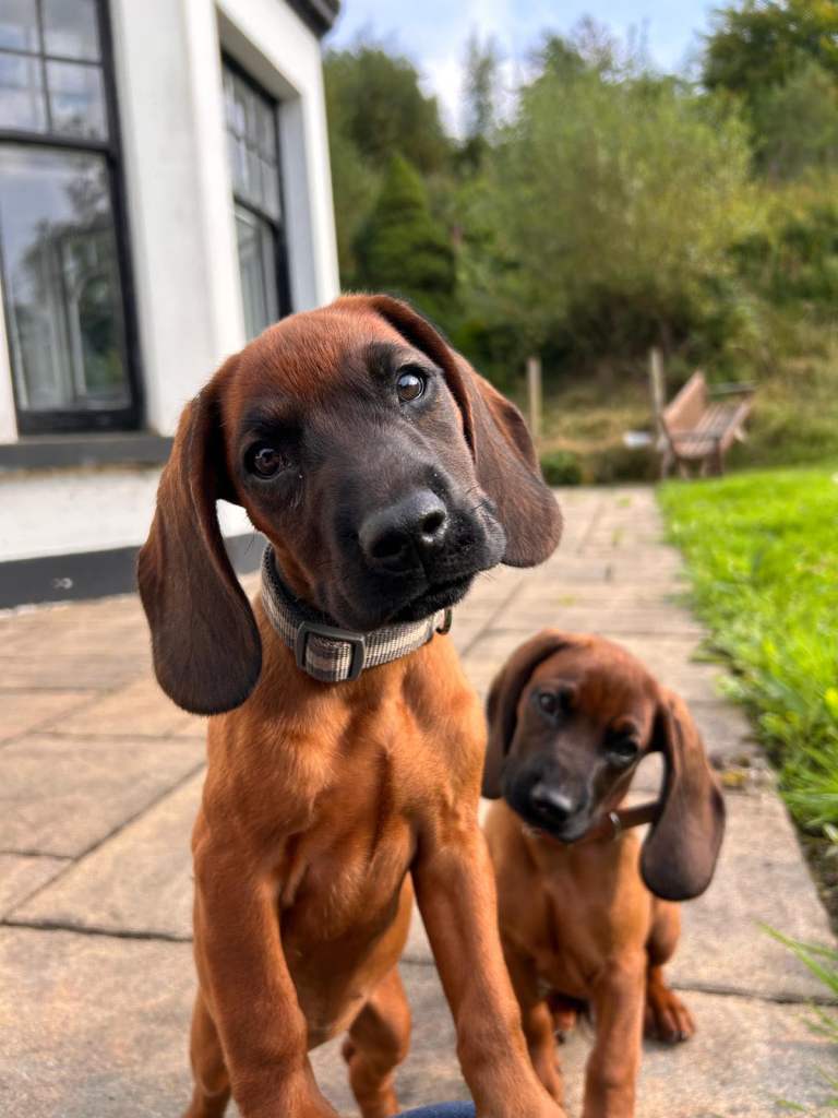 Bavarian mountain scenthound pups