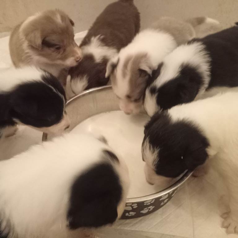8 beautiful puppies