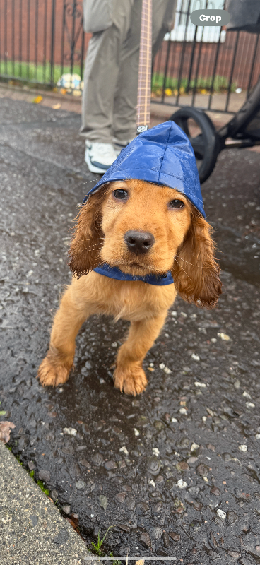 Cocker spaniel puppy