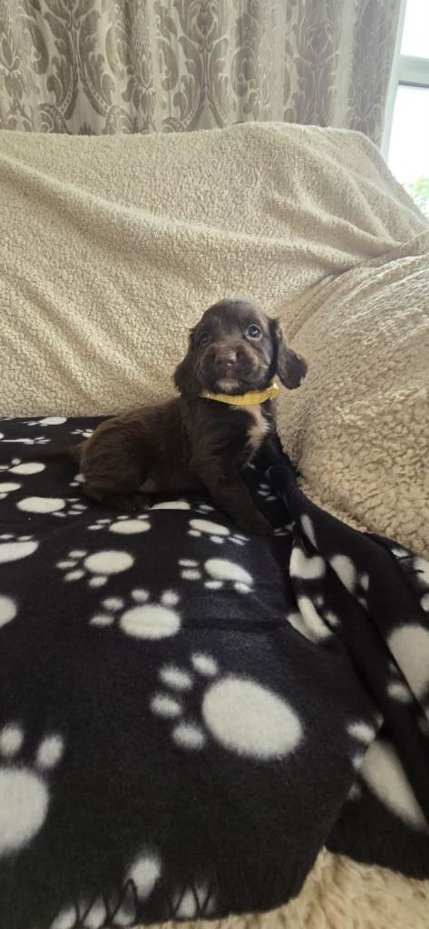 Beautiful cocker spaniel puppies ready now 