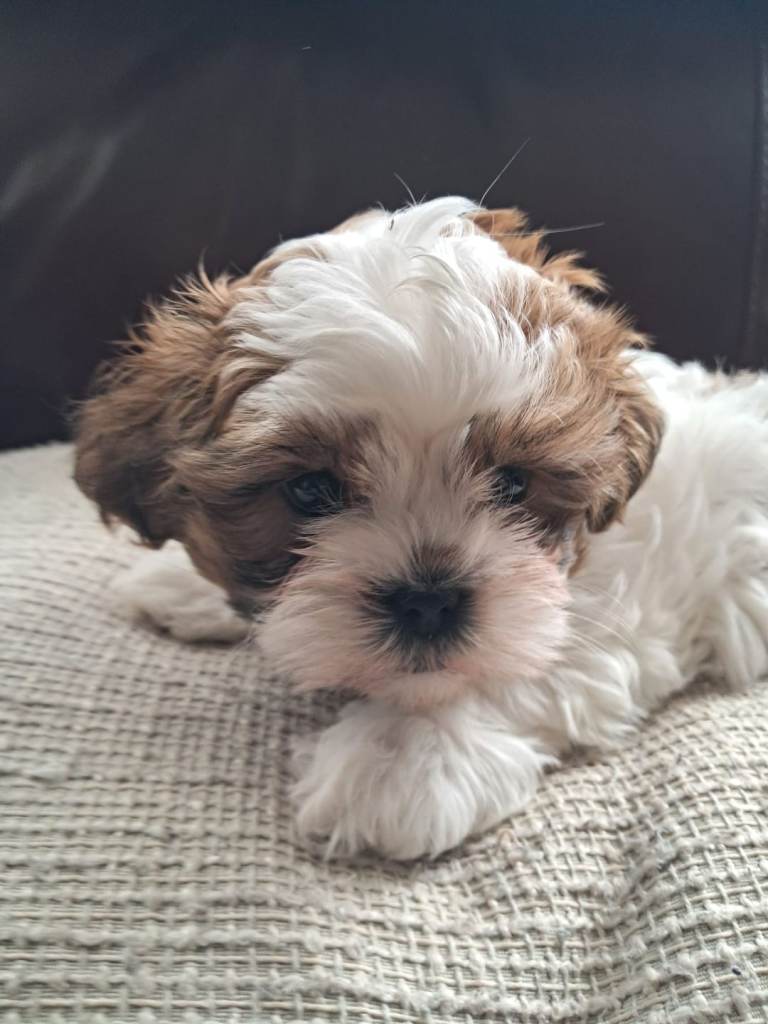  Shihtzu cross Teddy Bear Biewer. Ready to go now