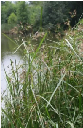 6 Pond lake water wetland plants