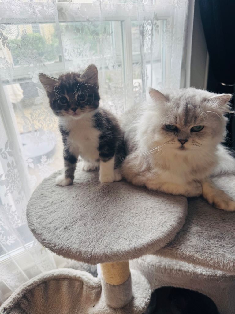 6 beautiful chunky kittens for sale 