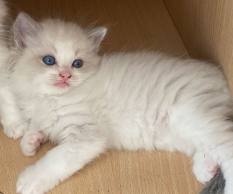 Male blue point bicolour ragdoll kittens