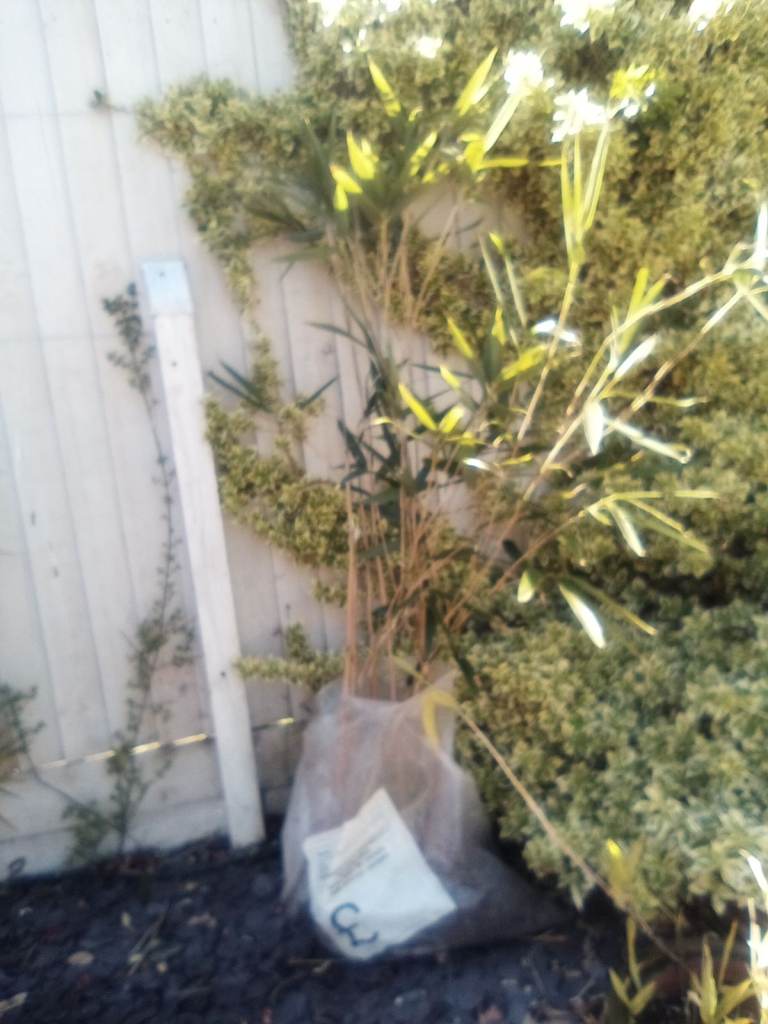 Tall mature bamboo plant  - £7