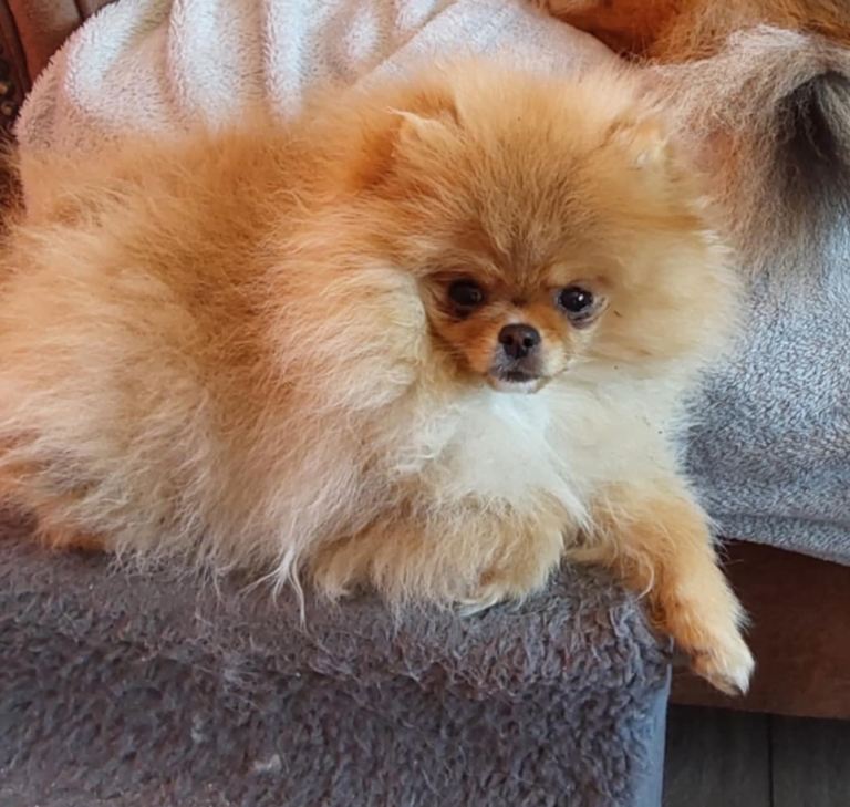 Female Pomeranian for sale 